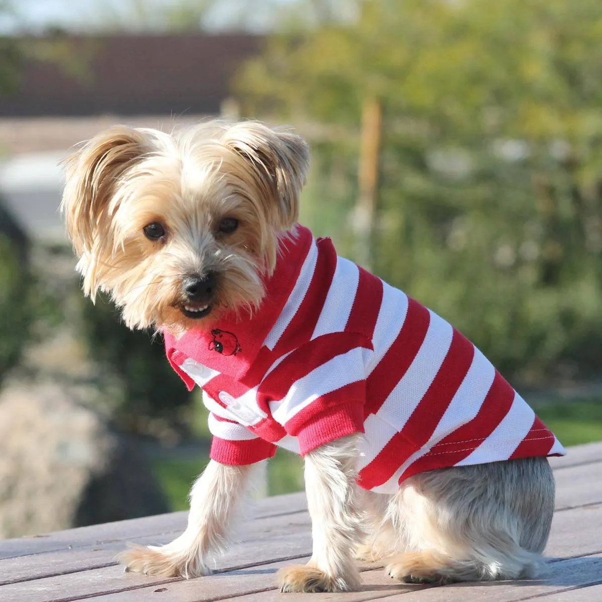 100% Red Striped Dog Polo Shirt