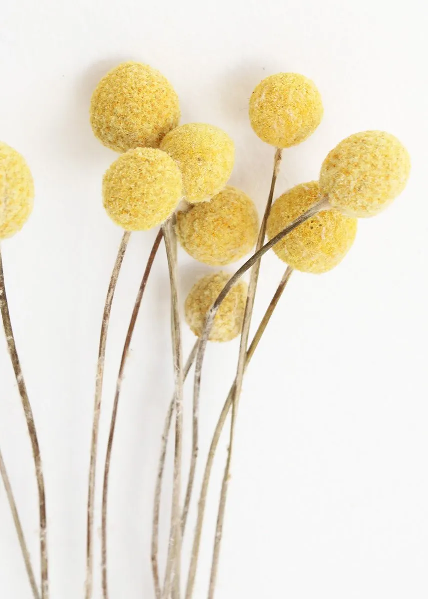 Natural Yellow Dried Billy Button Craspedia Bunch